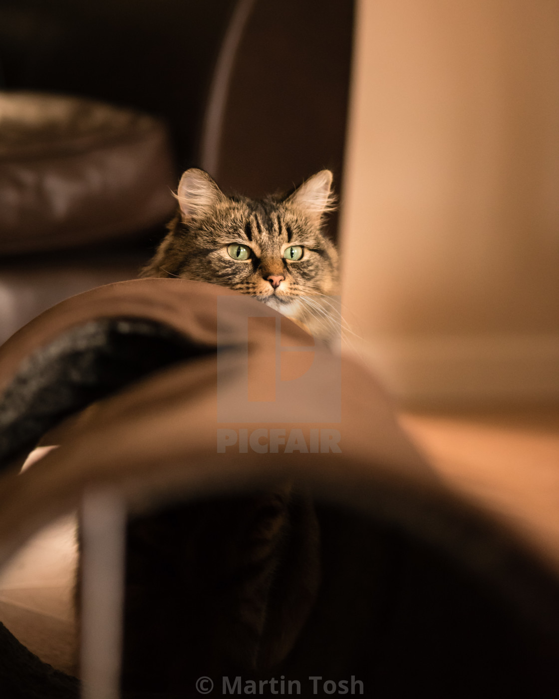 "Tabby i- Tabby cat looking over play tunnel" stock image