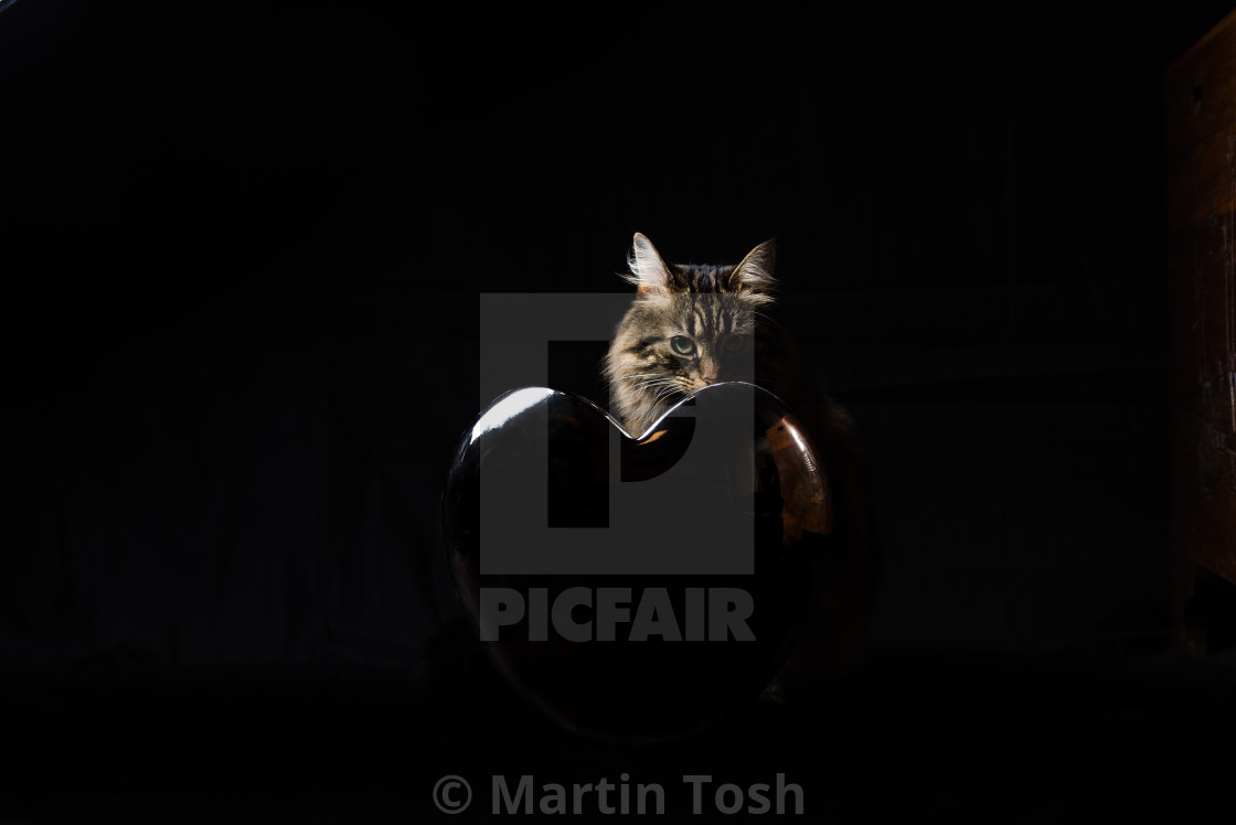 "Love cats. Low key cat portrait with heart shaped prop" stock image