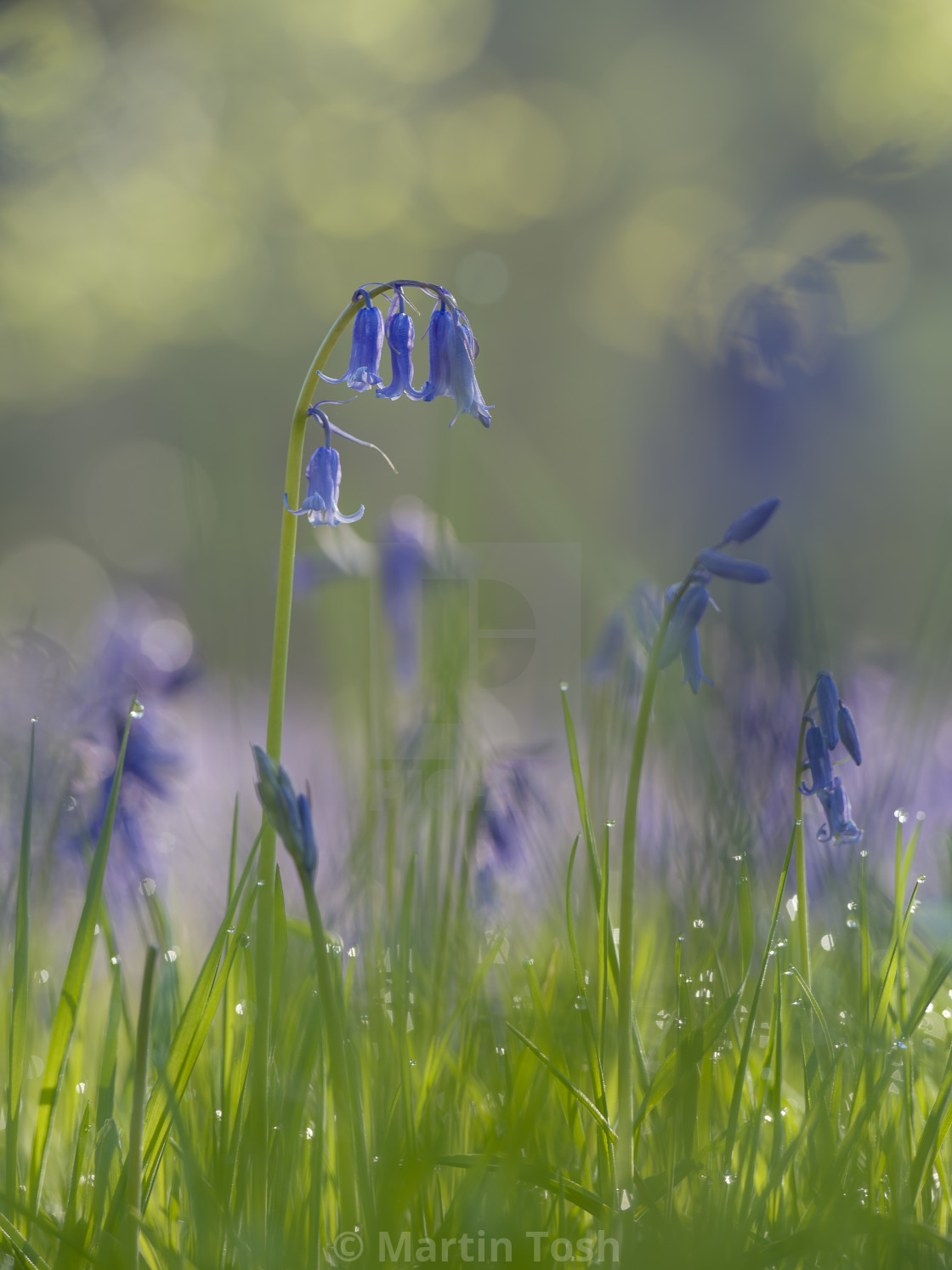 "Take a bow. Close up bluebell portrait" stock image