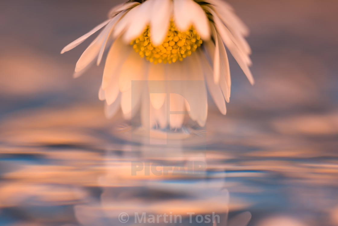 "Shy i. Daisy close up with reflection" stock image