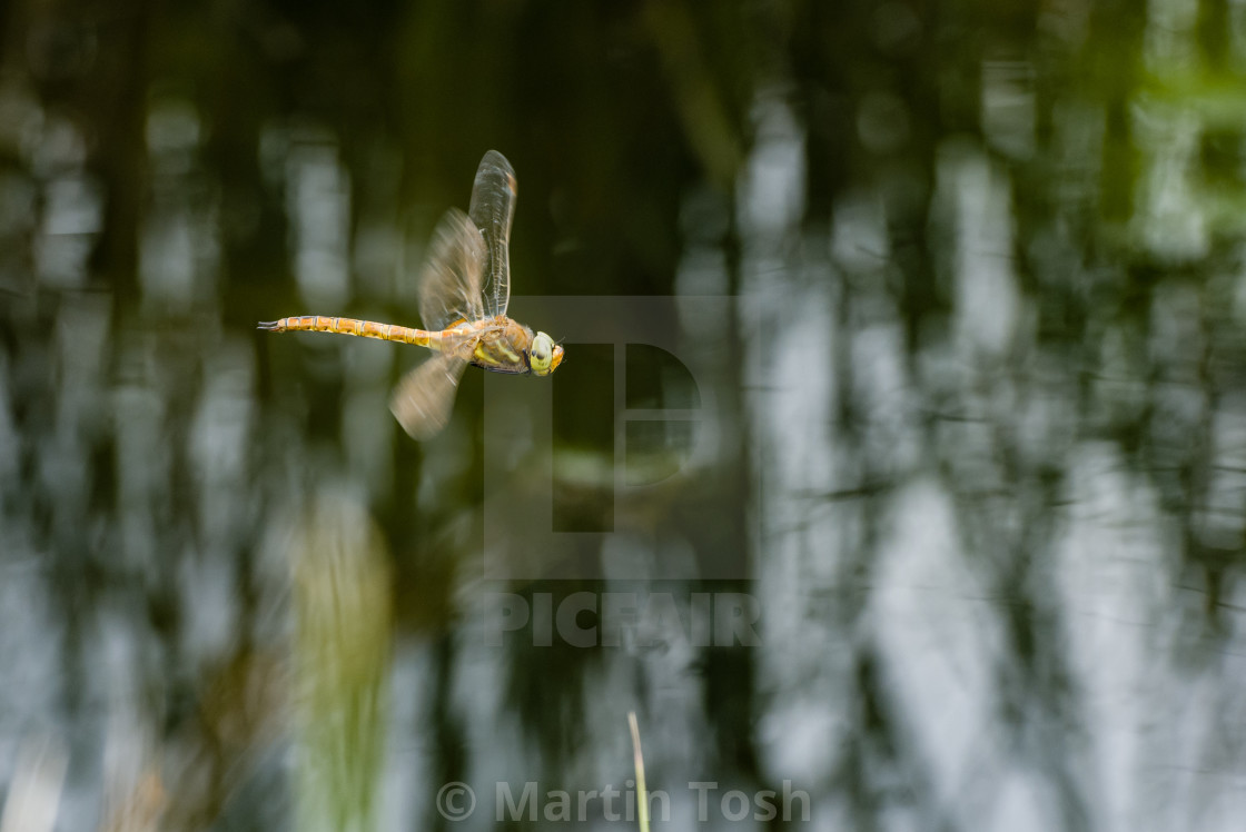 "Here be dragons. Norfolk hawker in flight" stock image