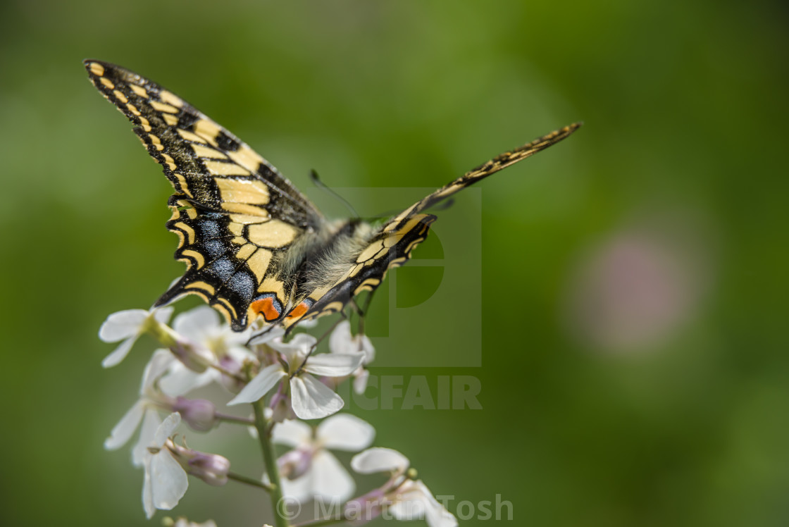 "Chocs away. Swallowtail butterfly" stock image