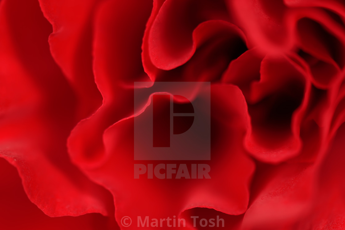 "Rouge. Close up of begonia flower" stock image