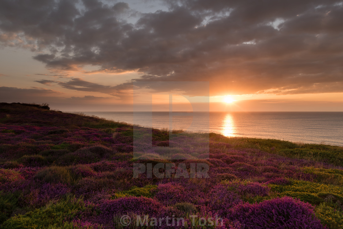 "Purple haze. Dunwich heath heather ii. Sunrise over sea" stock image