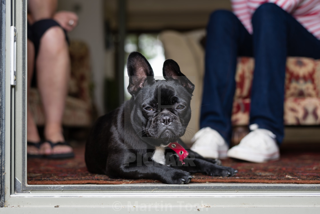 "French bulldog in doorway. People in background" stock image