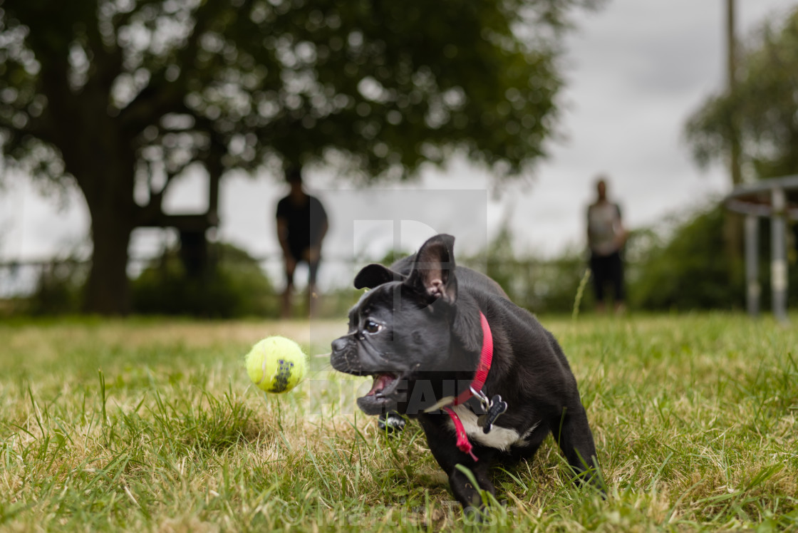 "French bulldog in garden vi. Playing with ball, people in background" stock image