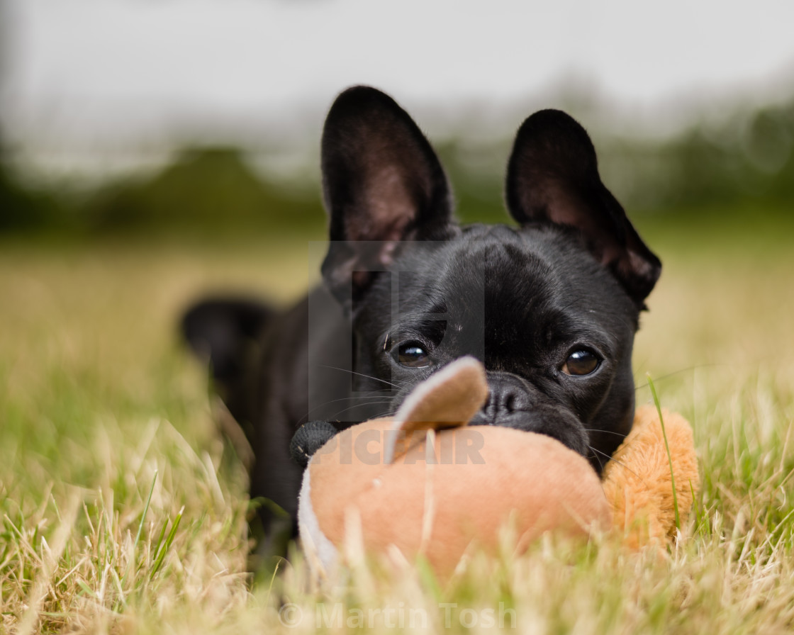 "French bulldog in garden i. With toy" stock image