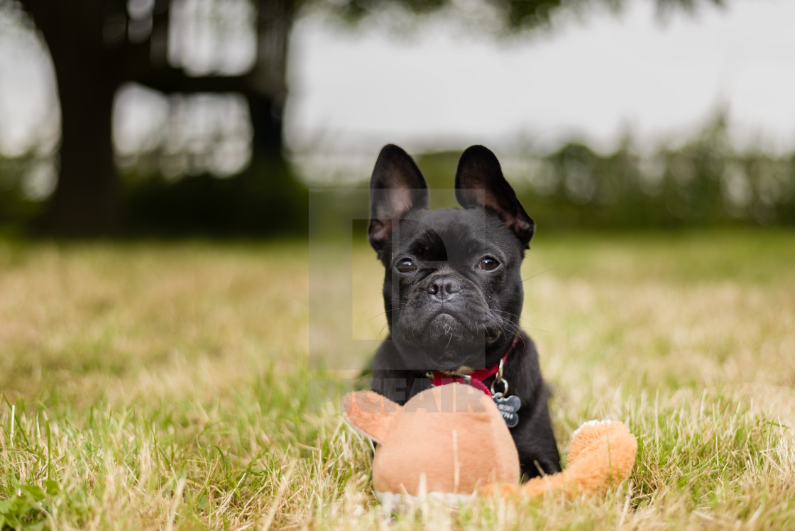 "French bulldog in garden ii. With toy" stock image