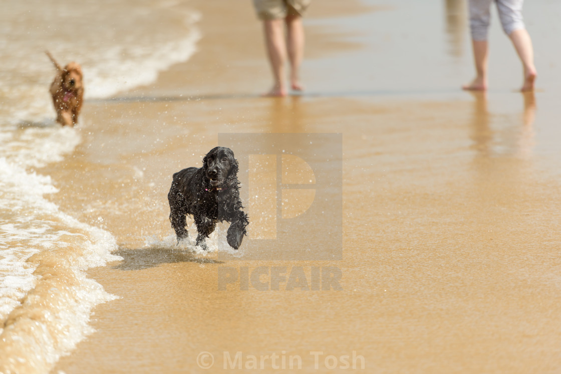 "Dogs on beach, running along surf line" stock image