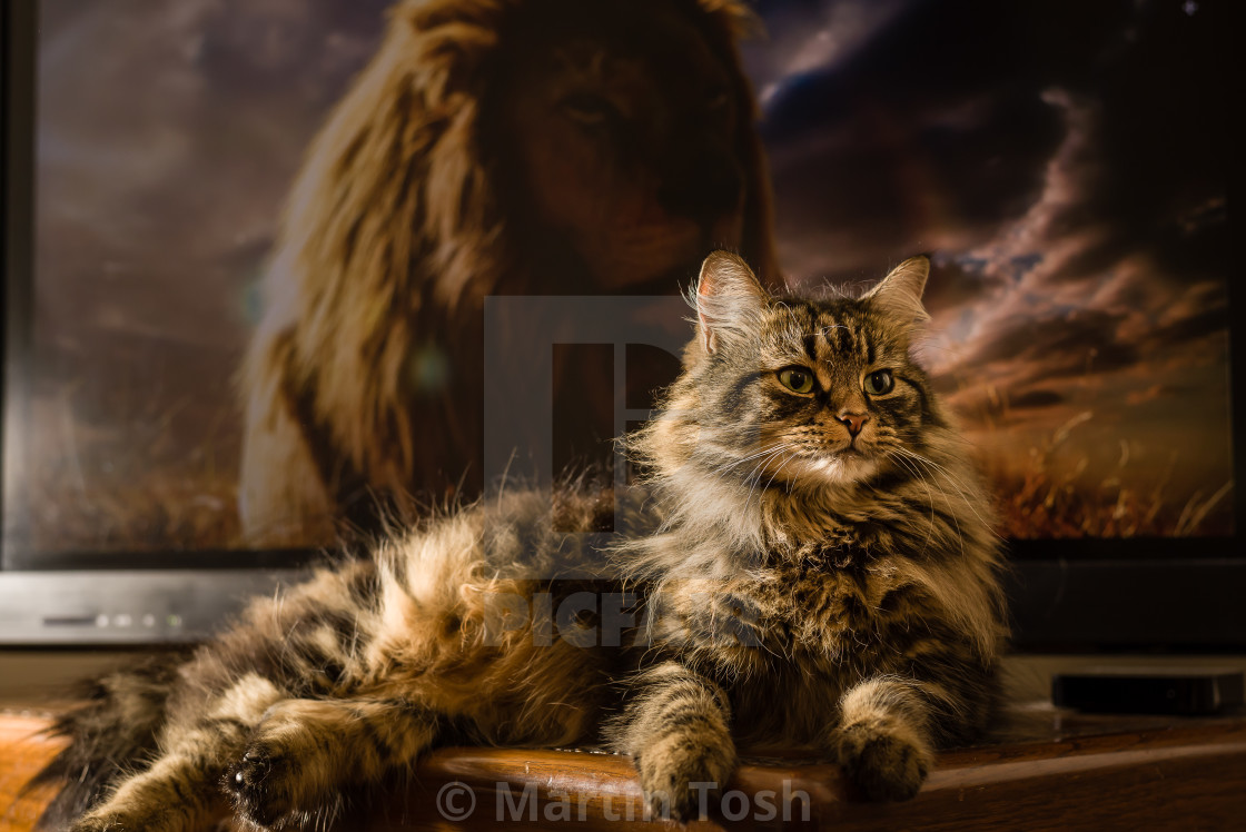 "Got your back. Cat and lion vi. Cat in front of tv lion" stock image