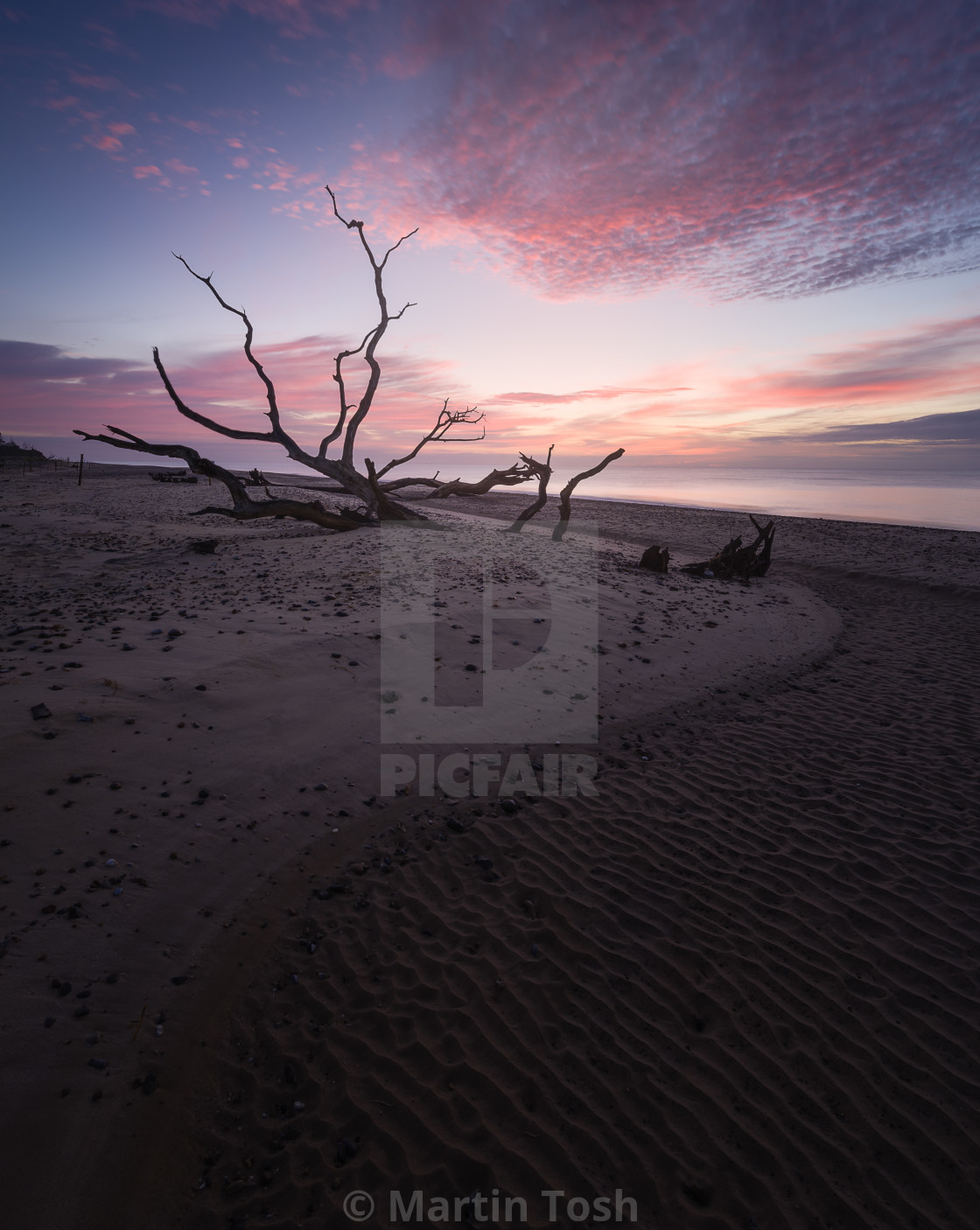 "Stranded. Dead tree on Benacre beach i" stock image