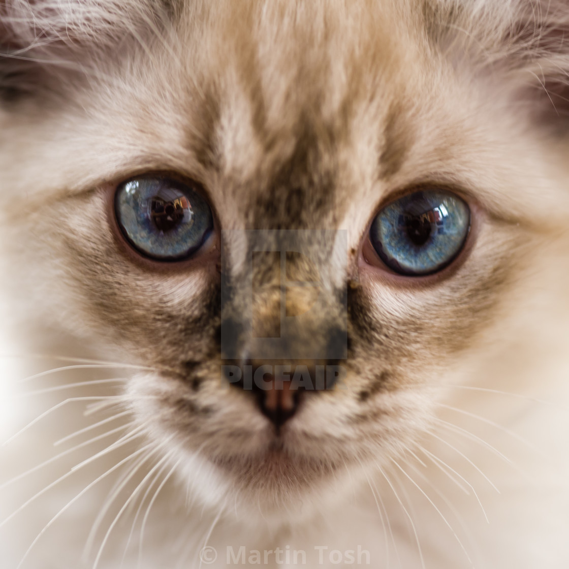 "Theo, Blue pointed ragdoll kitten at home xi" stock image