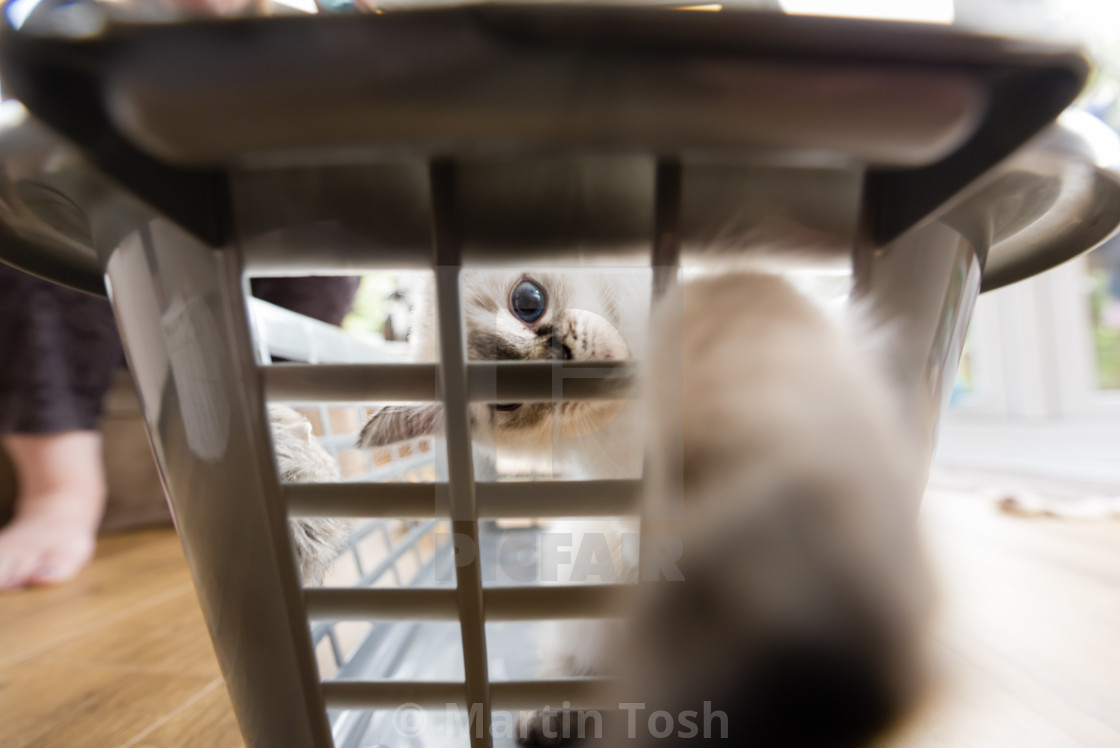 "Theo, Blue pointed ragdoll kitten at home xxii" stock image