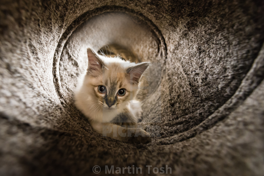 "Theo. Saintly feline, kitten in his play tunnel. Blue pointed ragdoll kitten..." stock image