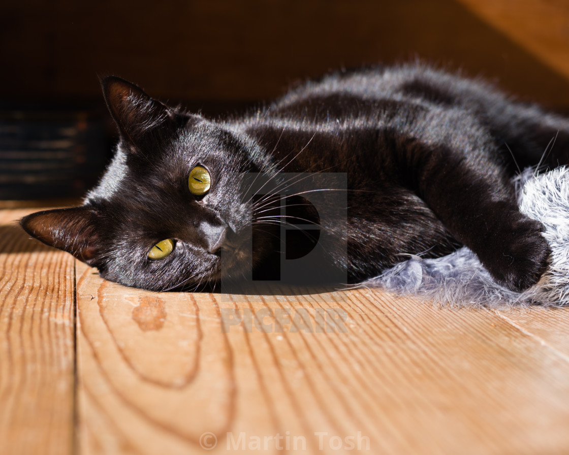 "Lola, black cat at home xii" stock image