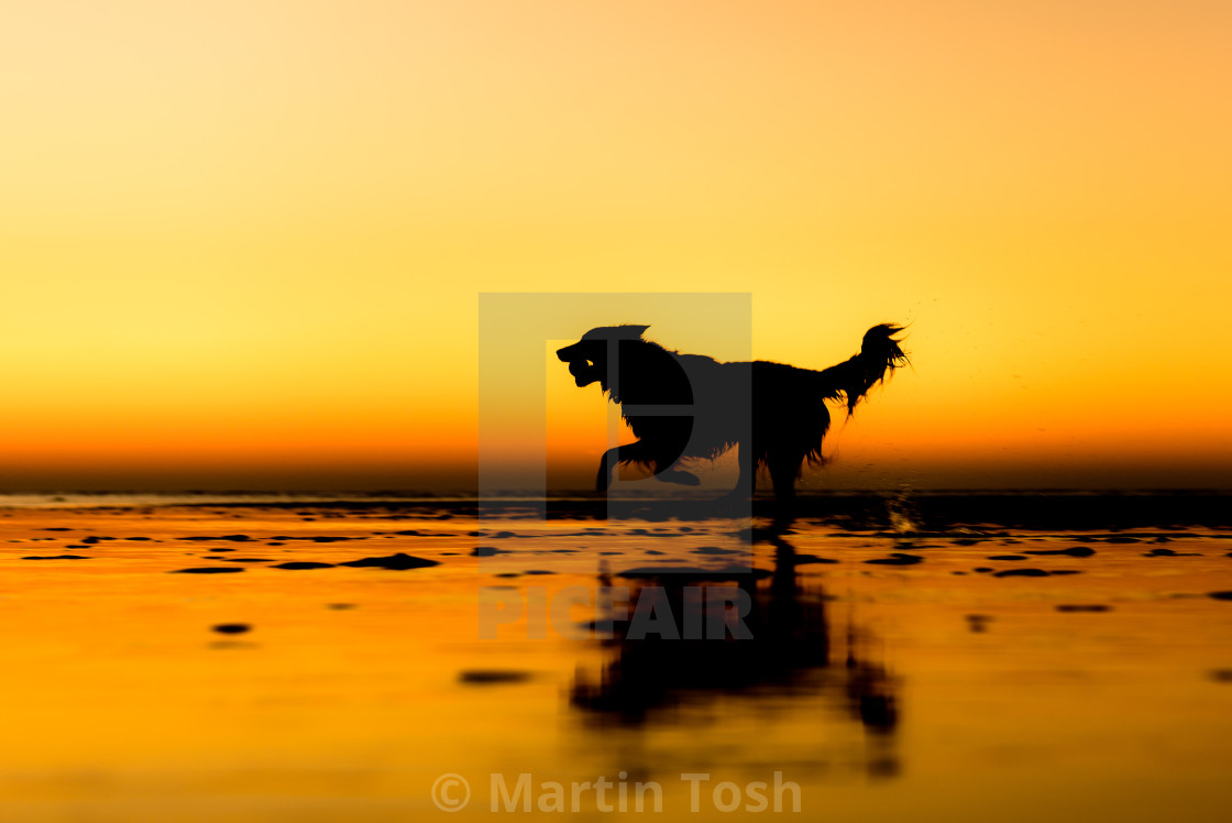 "Free spirit. Running border collie sunset beach silhouette" stock image