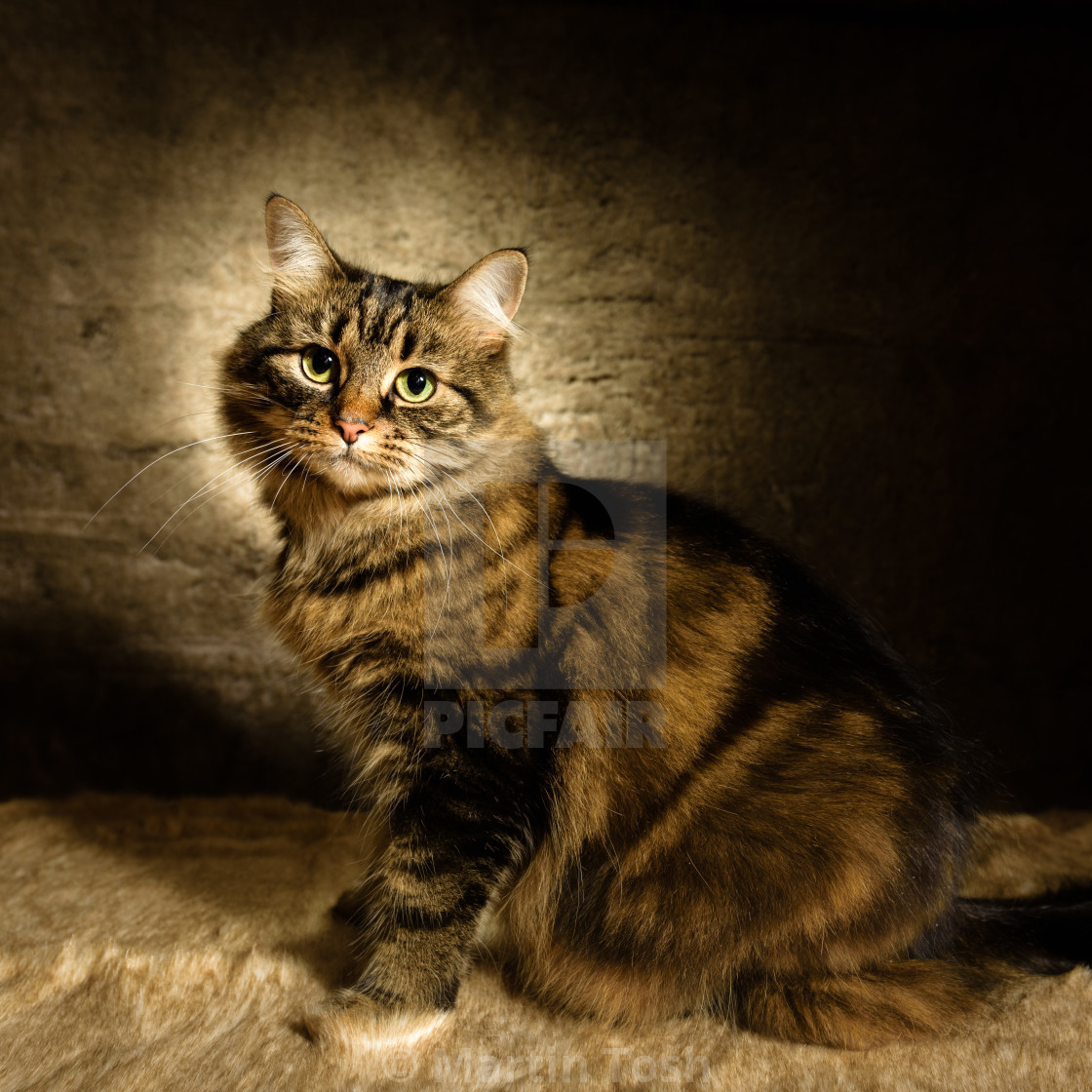 "Tabby cat studio portrait IV" stock image