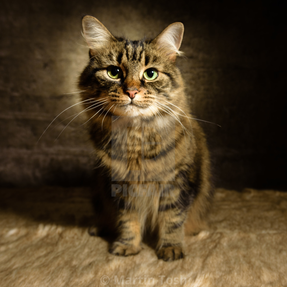 "Tabby cat studio portrait XI" stock image