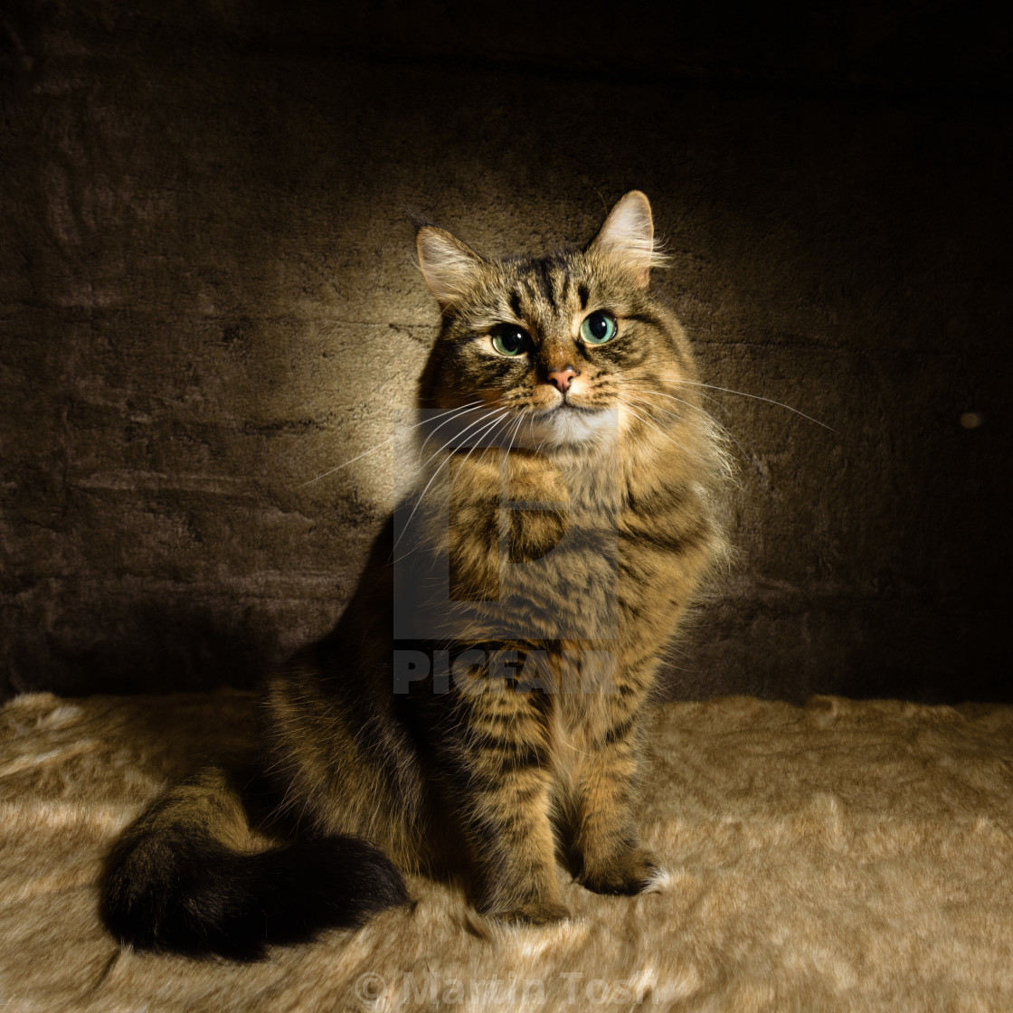 "Tabby cat studio portrait XXIV" stock image