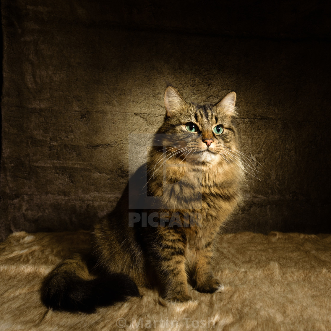 "Tabby cat studio portrait XXVII" stock image