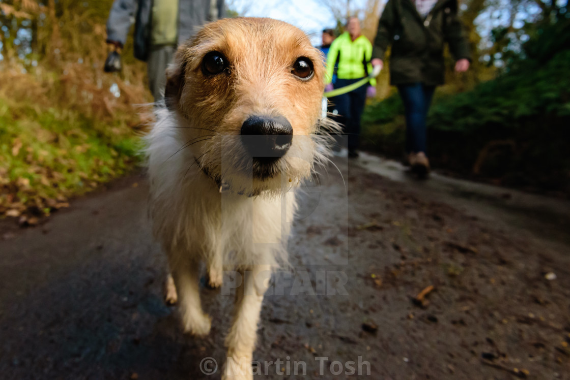 "Countryside dog walking IV" stock image