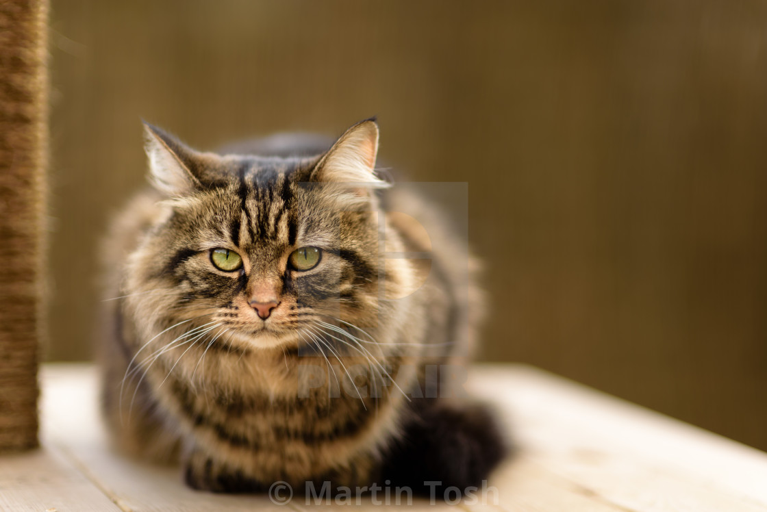 "Tabby cat on garden platform" stock image