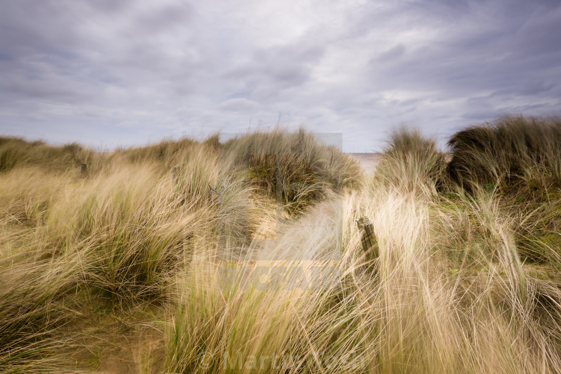 "Latent. Coastal dune grasses" stock image