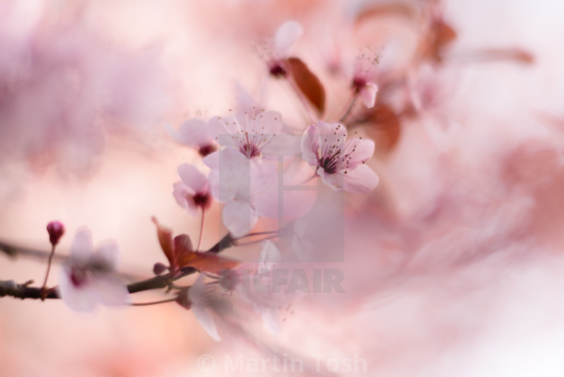 "Bounty. Pink blossom, soft suround" stock image