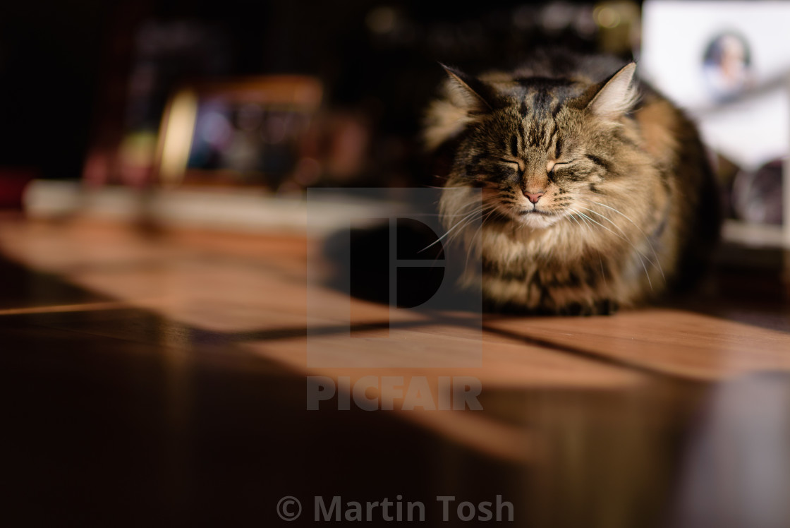 "Tabby cat in living room sunlight I" stock image