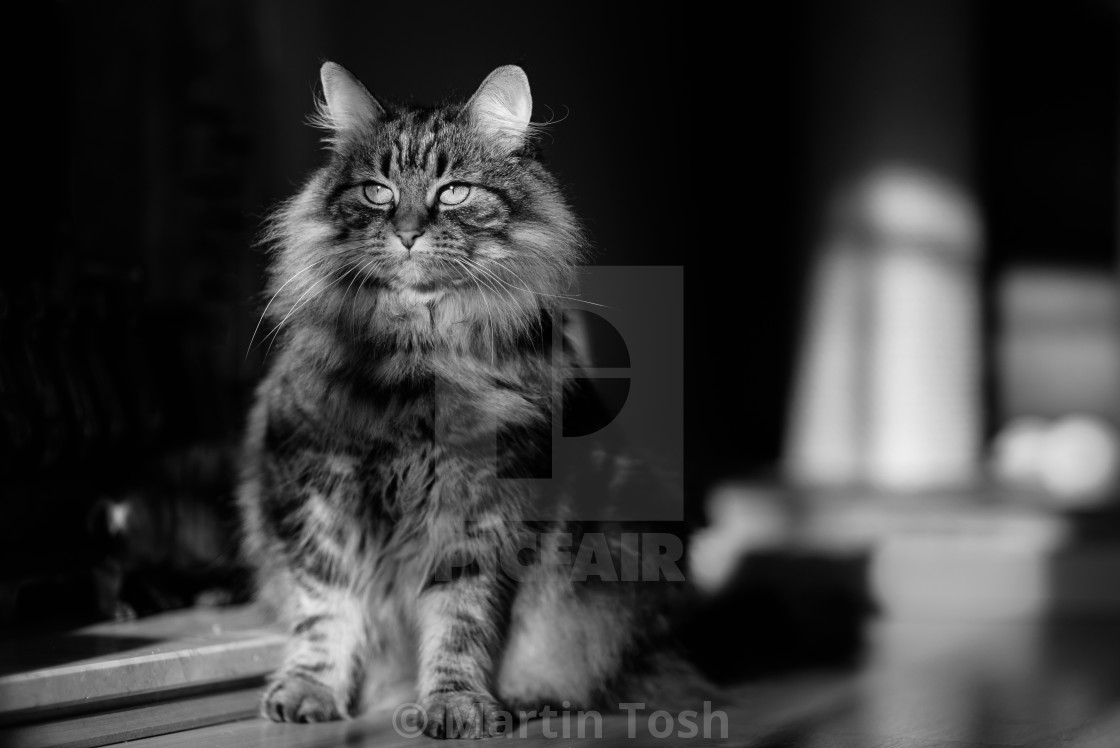 "Tabby cat in living room sunlight III. Mono" stock image