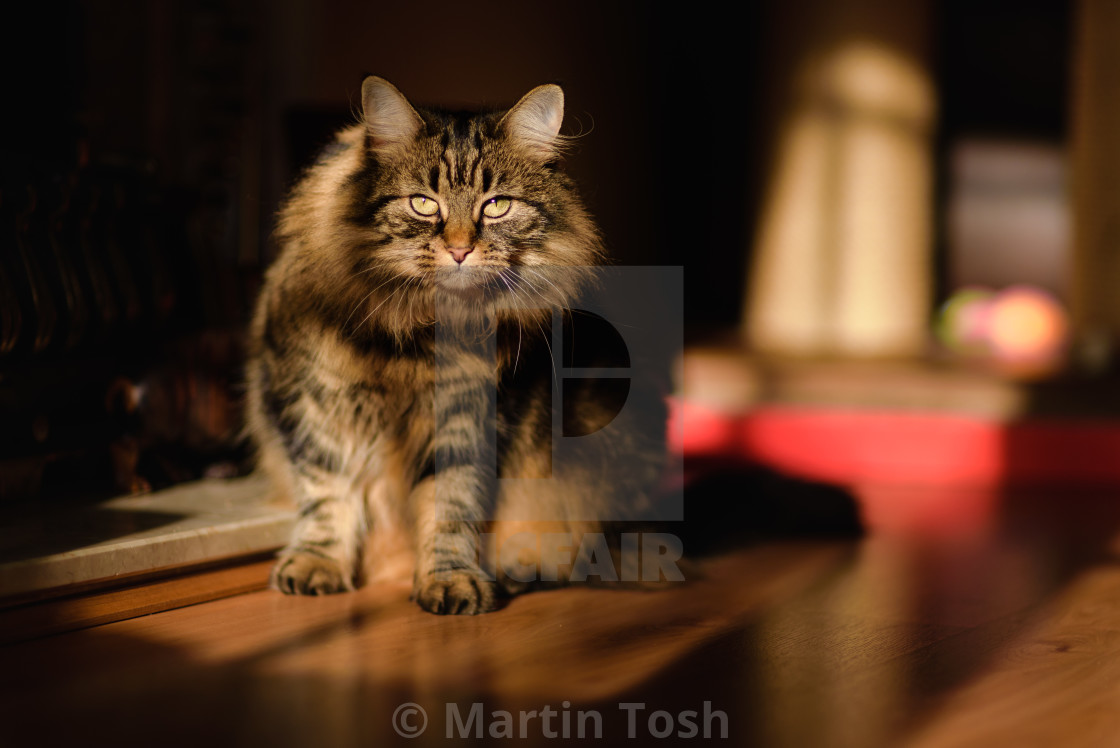 "Tabby cat in living room sunlight V" stock image