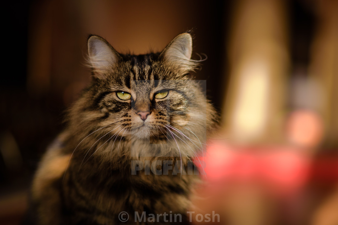 "Tabby cat in living room sunlight VI" stock image