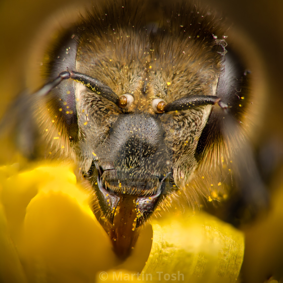 "Bee portrait, focus stack" stock image