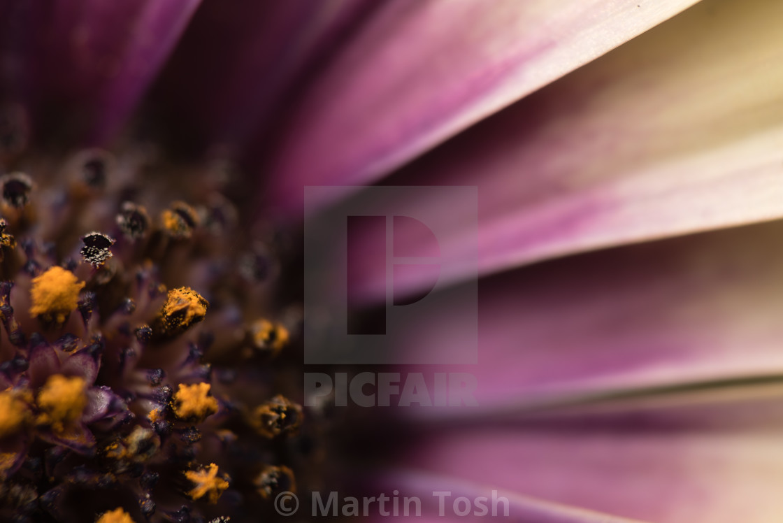 "Purple daisy close up" stock image