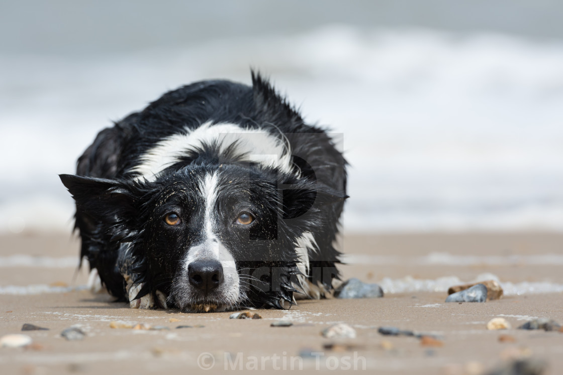 "Home time :( Border collie portrait on beach" stock image