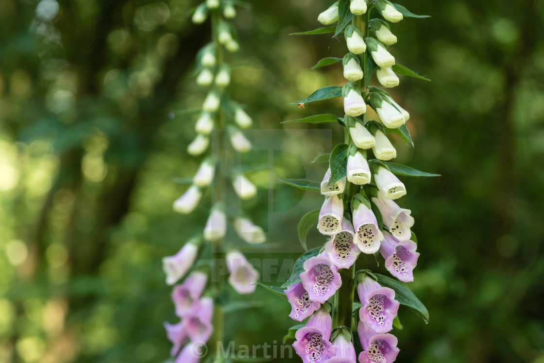 "Strumpshaw Fen Morning V Foxgloves in sunny woodland i" stock image