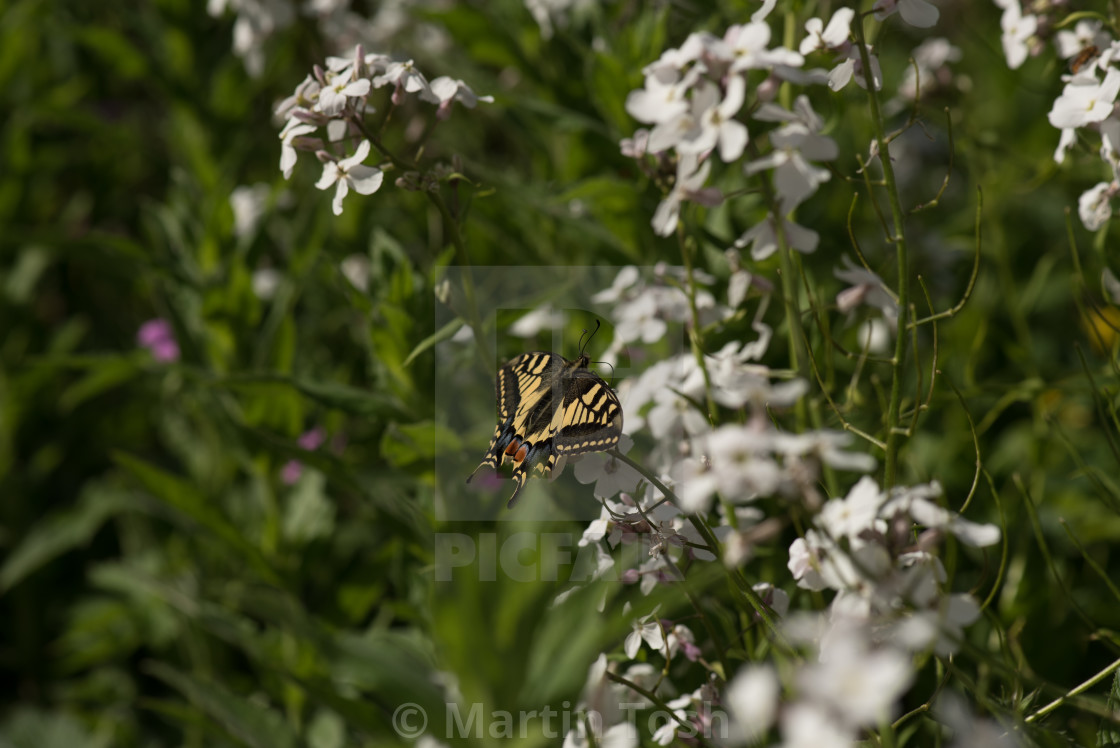 "Strumpshaw Fen Morning X Swallowtail butterfly on milk parsley" stock image