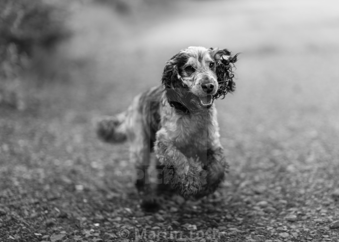 "Opie. Cocker spaniel running, mono" stock image