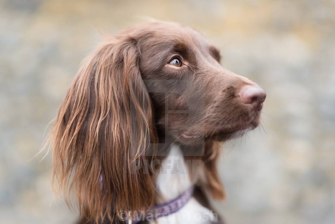 "Lexi. Sprocker spaniel portrait" stock image