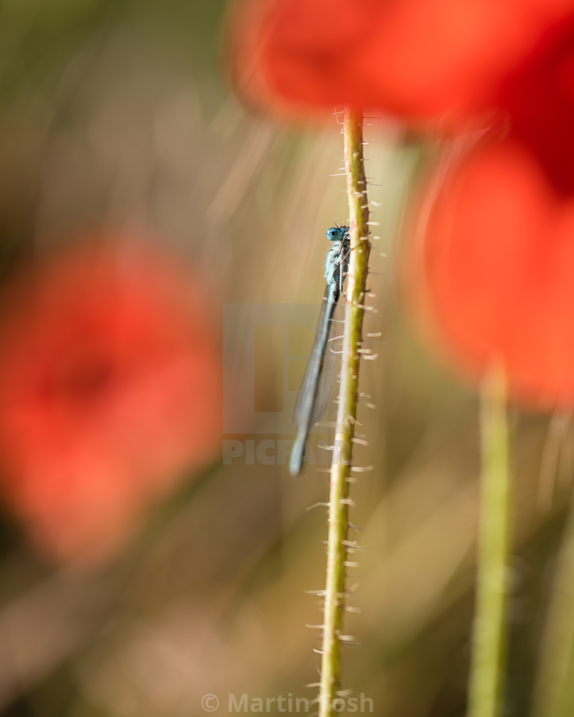 "Poppies? What poppies? Azure damselfly on poppie stem. OOf poppies BG" stock image