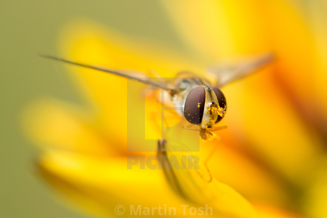 "Hover. Hoverfly on yellow flower, shallow dof" stock image