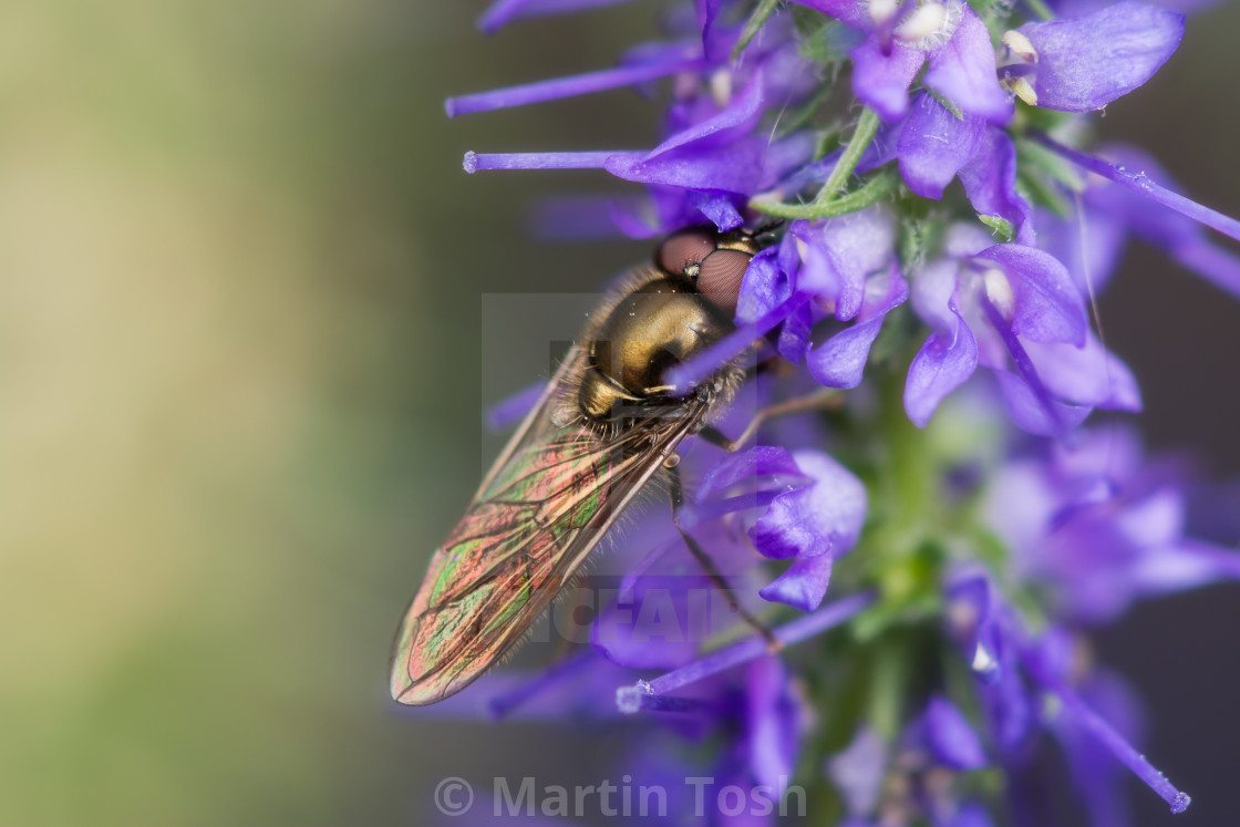 "Filling station. Hoverfly on salvia flowers, soft background" stock image