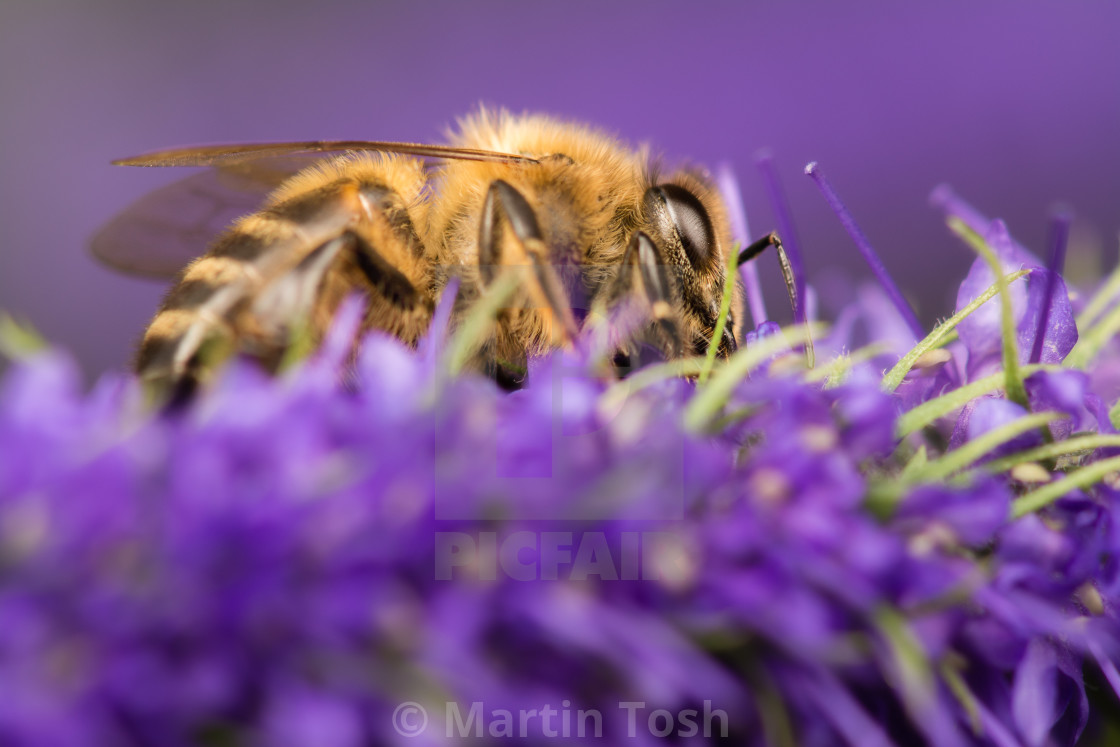 "Purple honey. Bee on salvia flowers II soft background" stock image