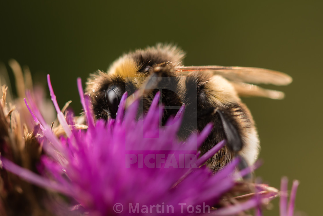 "Bee on thistle flower II" stock image