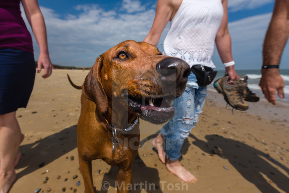 "Doggy day at the beach XXIII" stock image