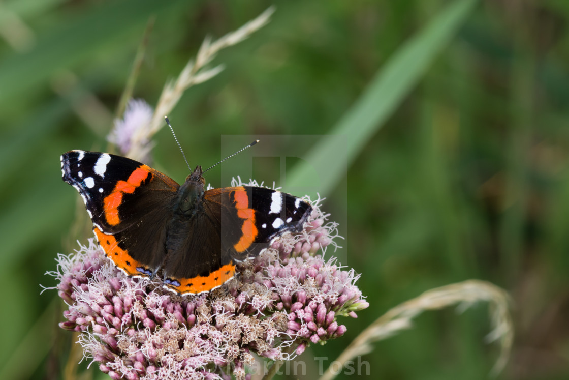 "Red admiral butterfly" stock image