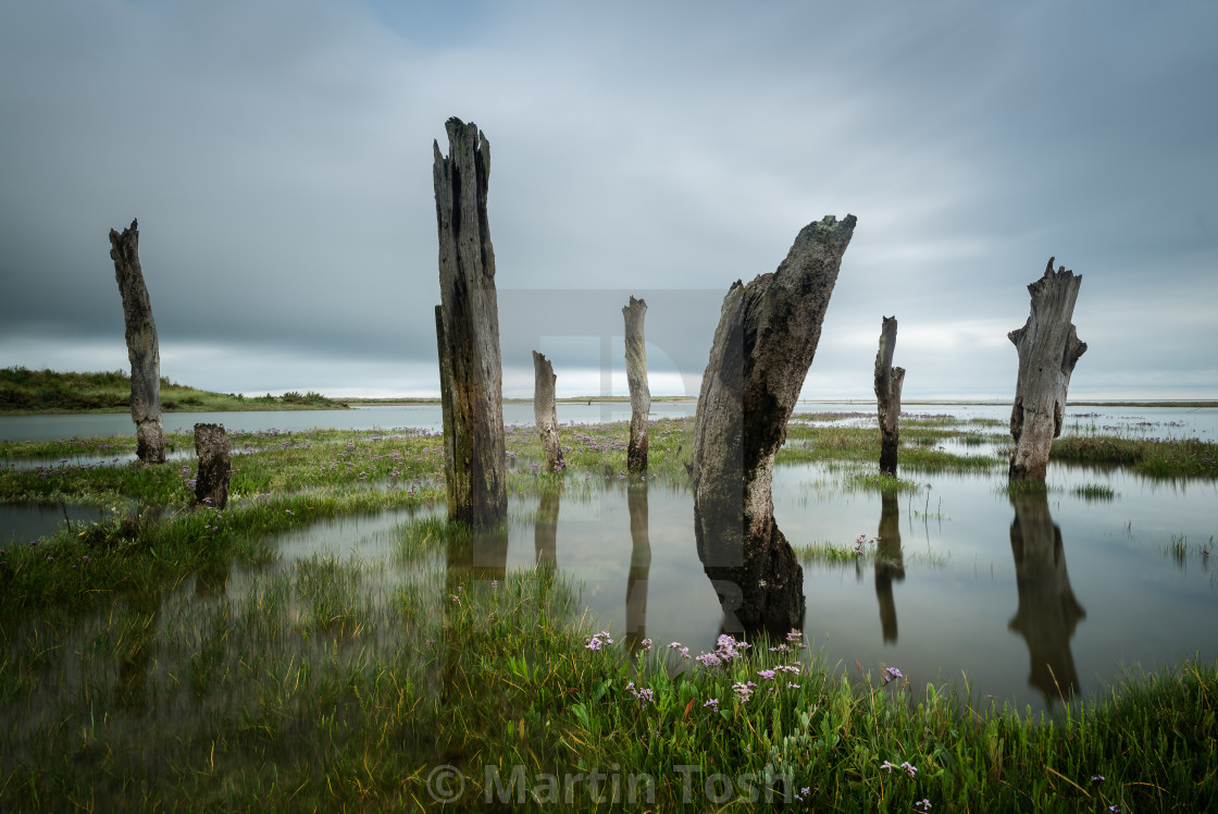 "Thornham Quay morning, saltmarsh and creek VII Old harbour posts" stock image