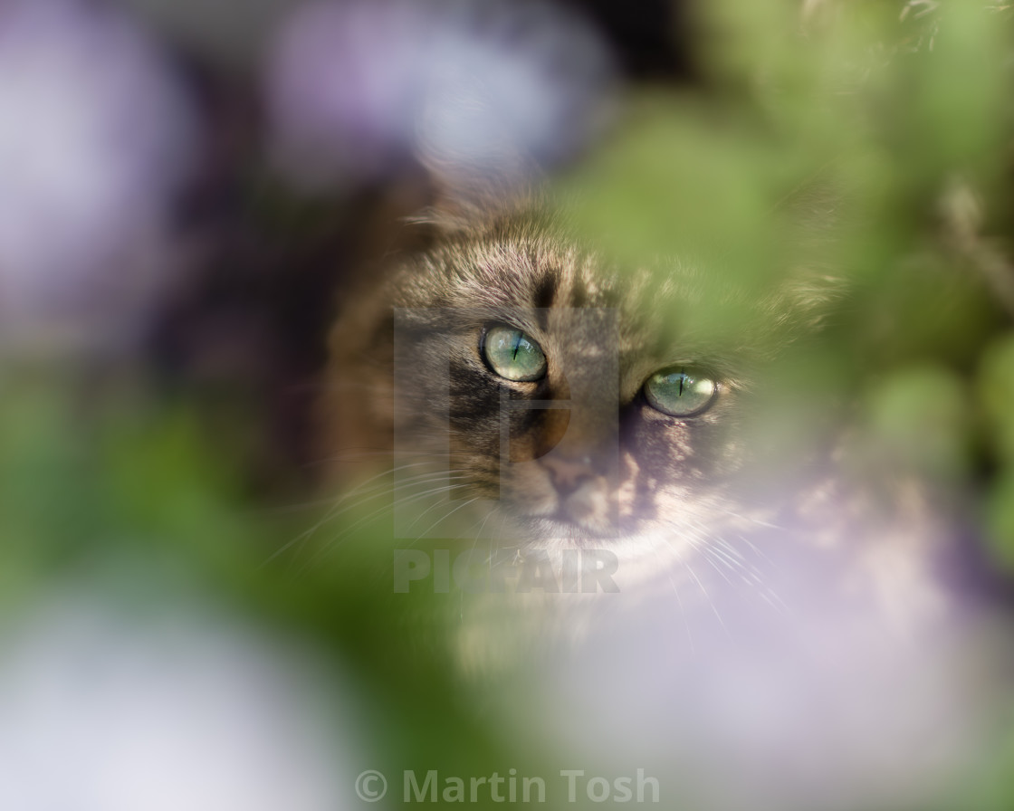 "Rumbled. Tabby cat portrait through oof flowers" stock image