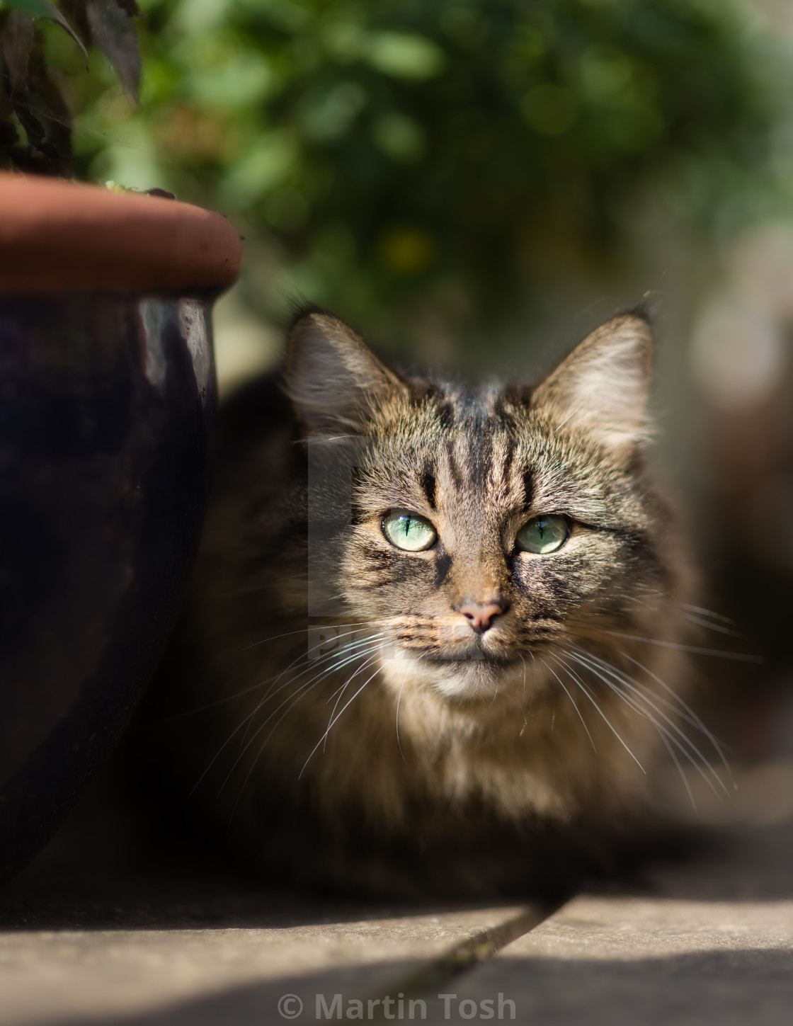 "Tabby cat portrait by garden plant pot" stock image