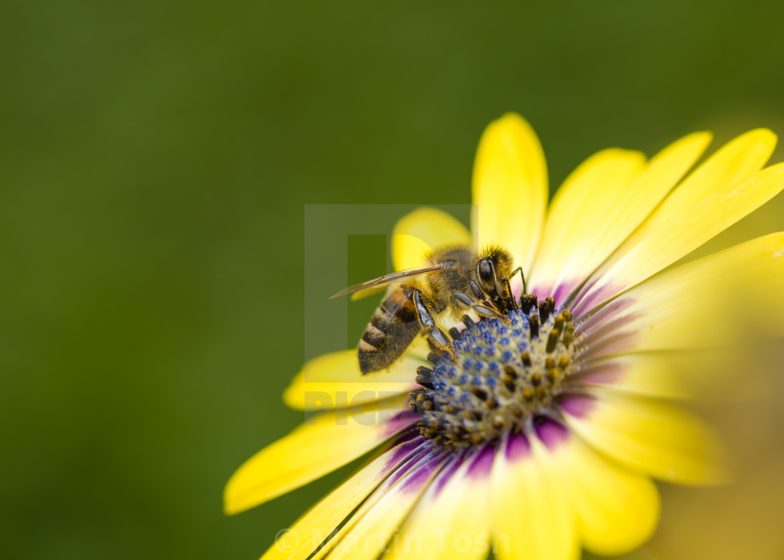 "Primary. Bee on yellow flower" stock image